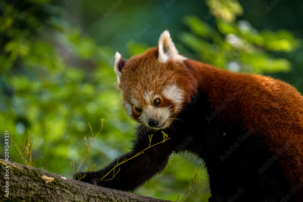 Roter Panda frisst Bambus Roter Panda frisst Bambus