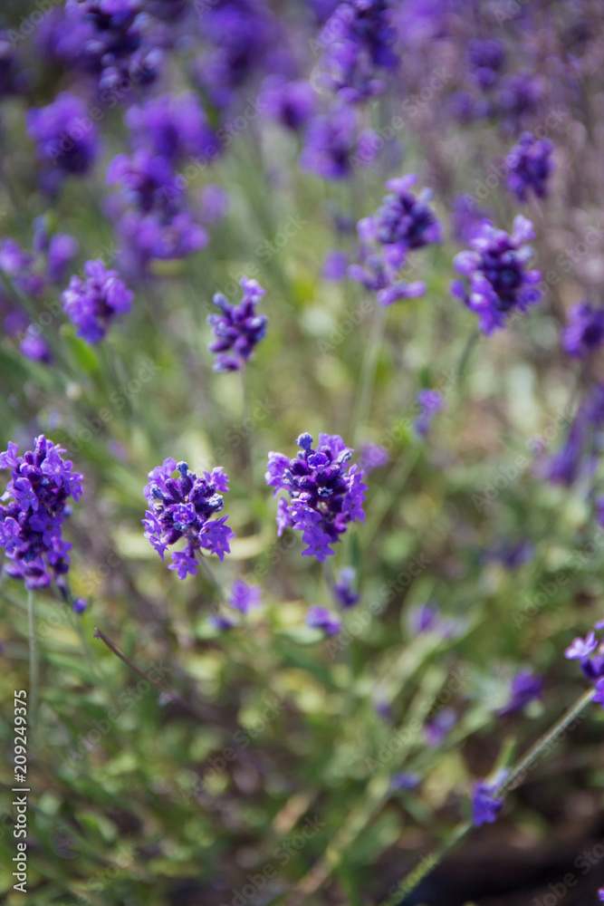 Spring lavender.Lavender farm.Landscape design. Spring lavender.Lavender farm.Landscape design.