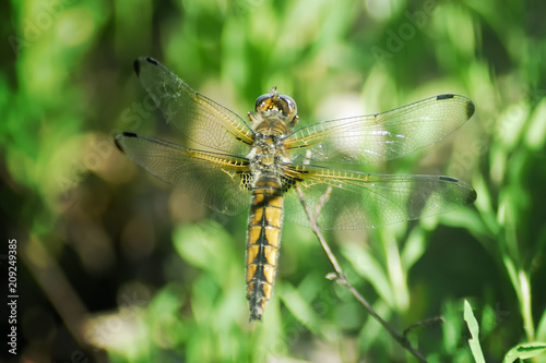 Dragonfly in the wild