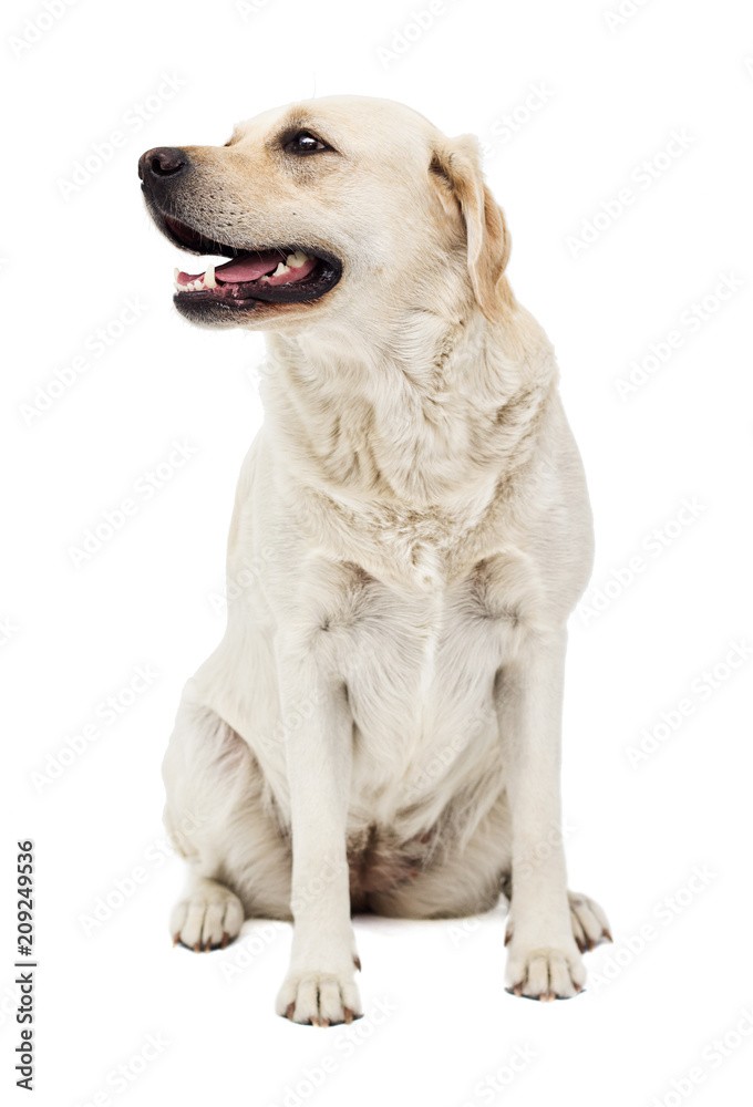 beige labrador dog in full growth on a white background beige labrador dog in full growth on a white background
