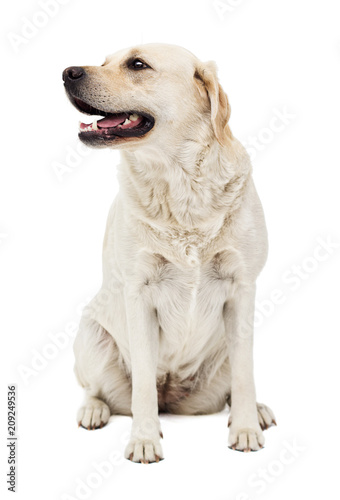 beige labrador dog in full growth on a white background