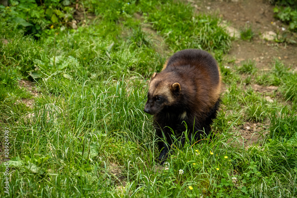 Vielfraß geht über eine Wiese Vielfraß geht über eine Wiese