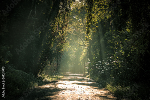 luz sobre arvores