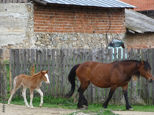 Family horses