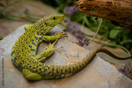 Grüne Eidechse mit blauen Punkten liegt auf einem Stein