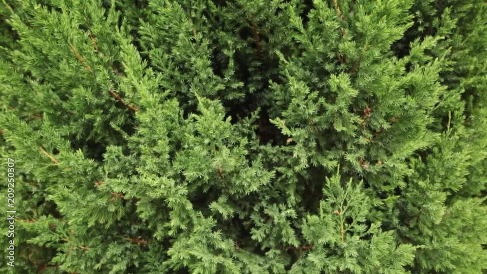Background of juniper branches growing in the park. Pan shot. Background of juniper branches growing in the park. Pan shot.