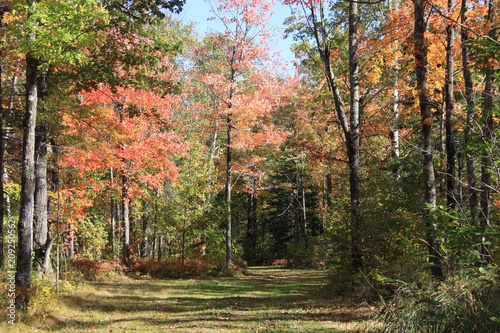 Fall View