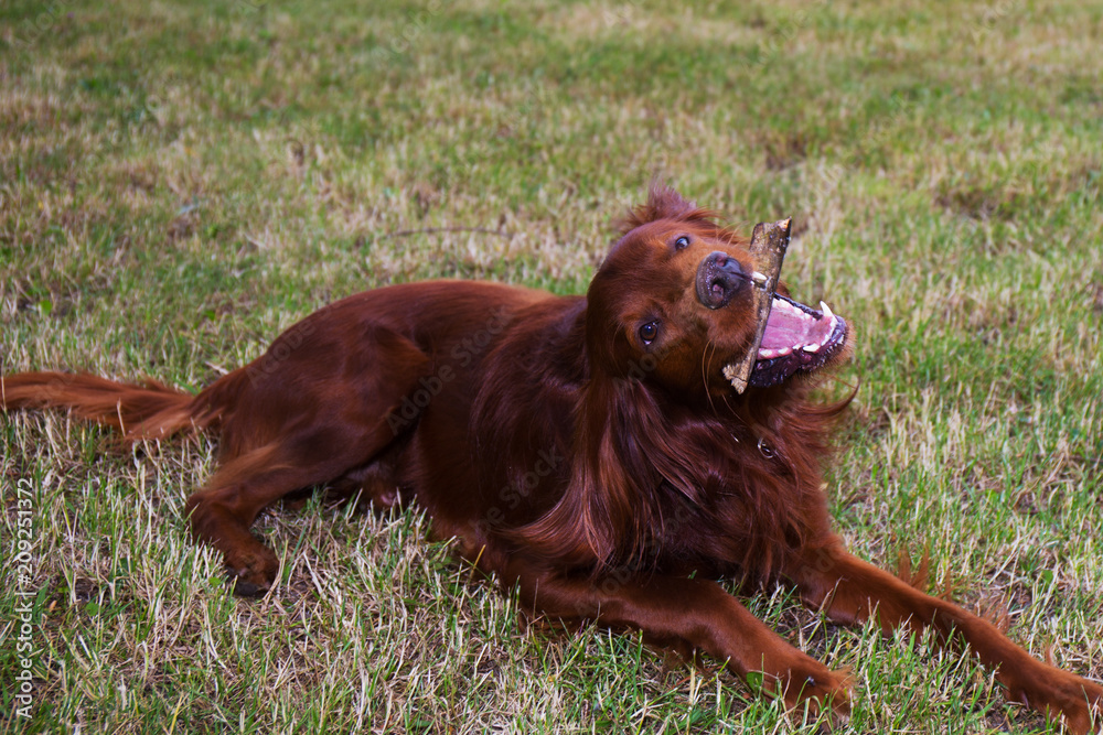 Red Irish setter in the park. the dog gnaws a stick Red Irish setter in the park. the dog gnaws a stick