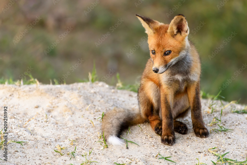 Little Red Fox sitting near his hole looking at the camera