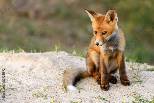 Little Red Fox sitting near his hole looking at the camera