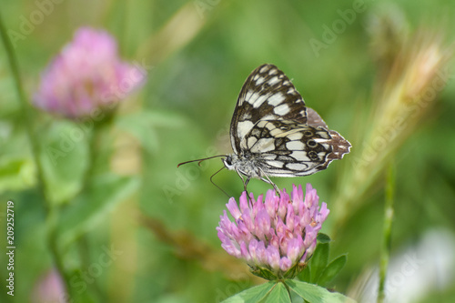  Marbled white butterfly collects nectar on a wild flower clover. Melanargia galathea butterfly