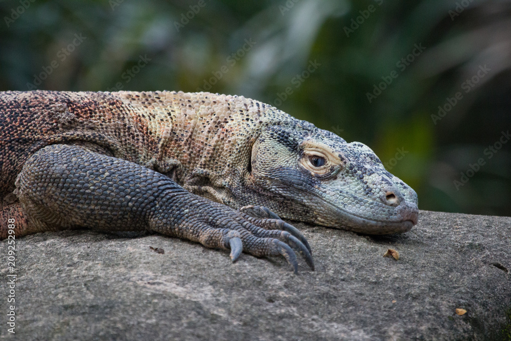 Komodo Dragon