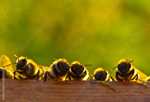 Evening communication of young bees