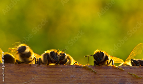 Fotografia Evening communication of young bees