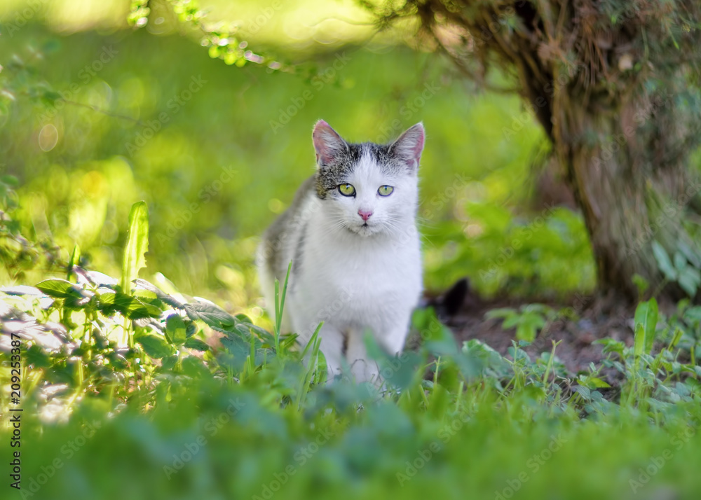 Young white gray cat resting in garden. Natural outdoor closeup portrait of domestic cat