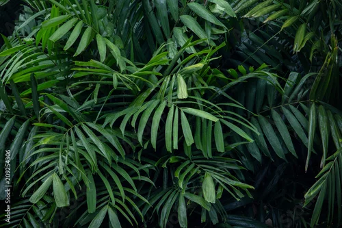 Fototapeta samoprzylepna gąszcz zielonych liści palmowych z kroplami wody