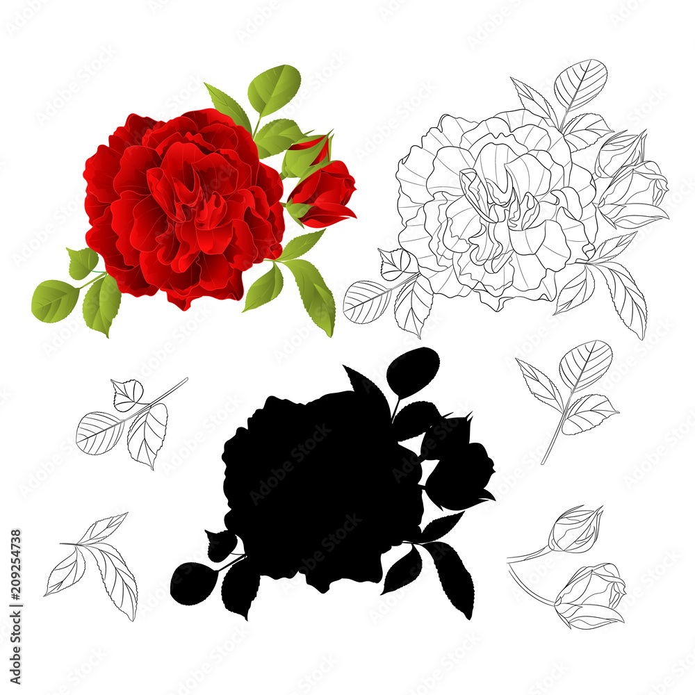 Red Rose with buds and leaves natural and outline and silhouette vintage Festive background vector illustration editable hand draw Red Rose with buds and leaves natural and outline and silhouette vintage Festive background vector illustration editable hand draw