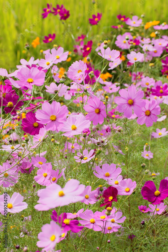 Naklejka premium コスモス