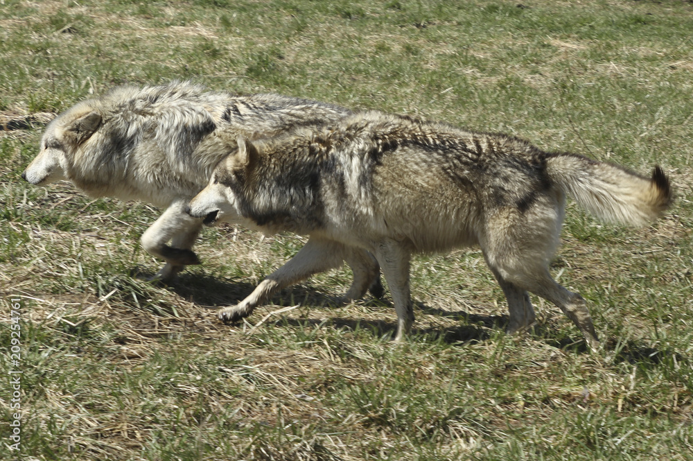 Running with the Wolves