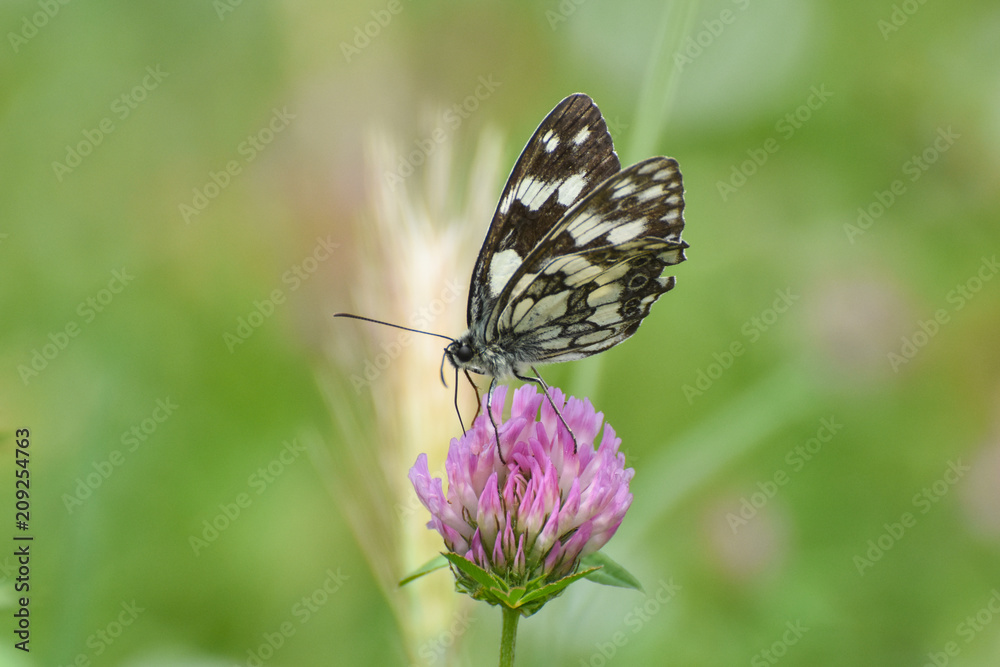 Marbled white butterfly collects nectar on a wild flower clover. Melanargia galathea butterfly Marbled white butterfly collects nectar on a wild flower clover. Melanargia galathea butterfly