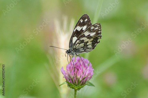  Marbled white butterfly collects nectar on a wild flower clover. Melanargia galathea butterfly