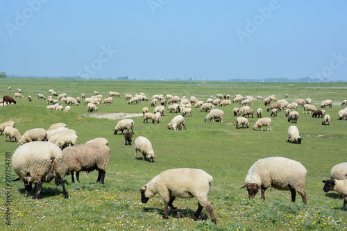 moutons pré salé de la baie de Somme