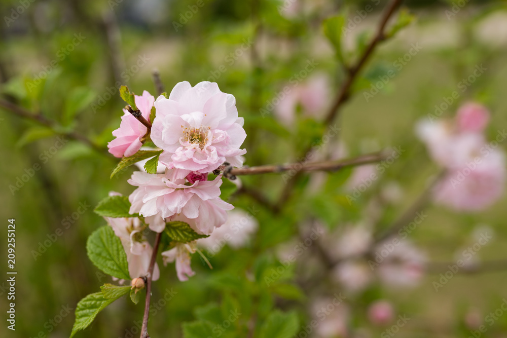 pink blossom pink blossom