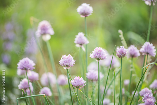 Purple flower of Wild Chives, Flowering Onion, Garlic Chives, . Latin name is Allium Schoenoprasum.