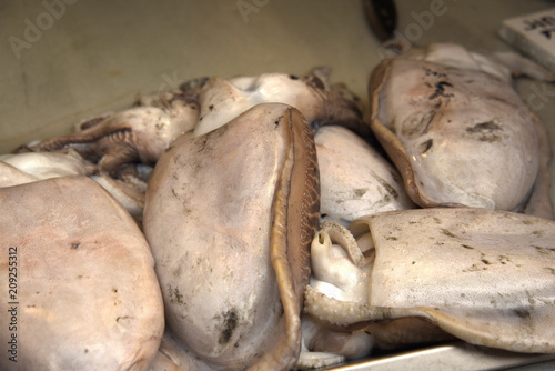Squid on sale in the fishmarket in Malaga in Southern Spain