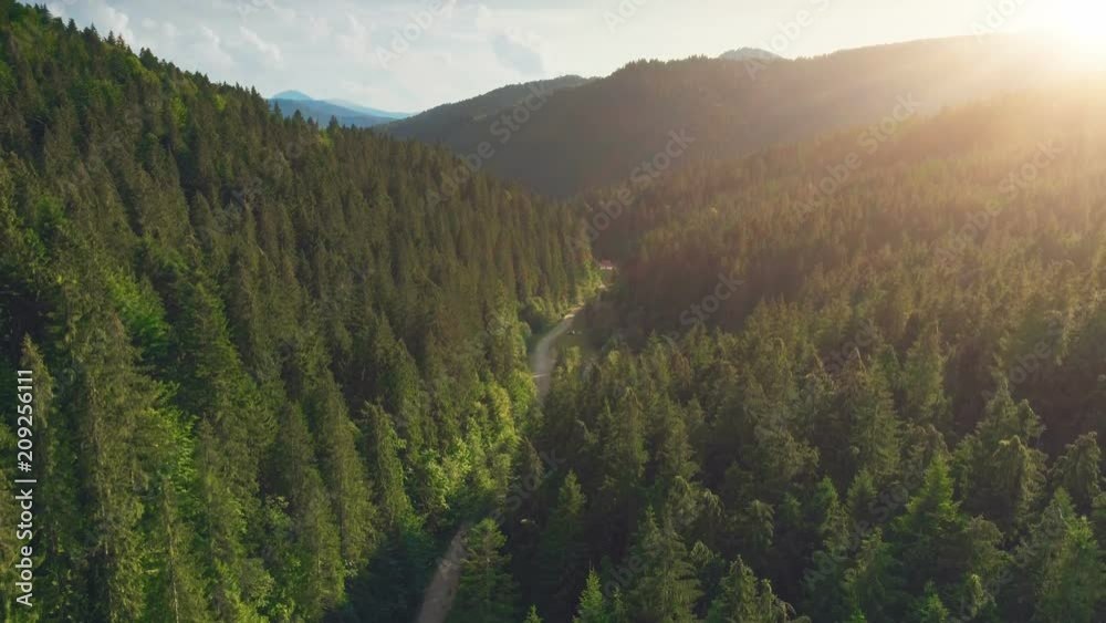 Aerial Drone View: Flight over pine tree forest and country road in sunset soft light. Mountain range in background. Nature, travel, holidays. Carpathians, Ukraine, Europe. Camera go up. 4K motion