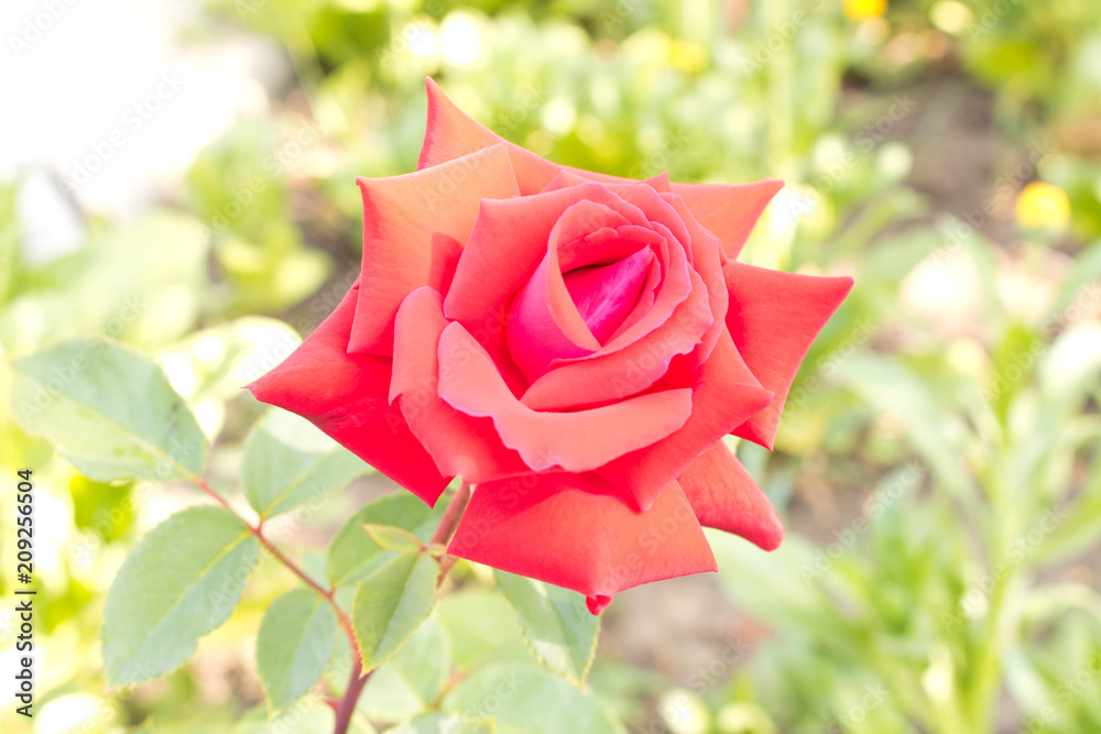 Beautiful red blooming rose. Close up. Conceptual design for greeting card Beautiful red blooming rose. Close up. Conceptual design for greeting card