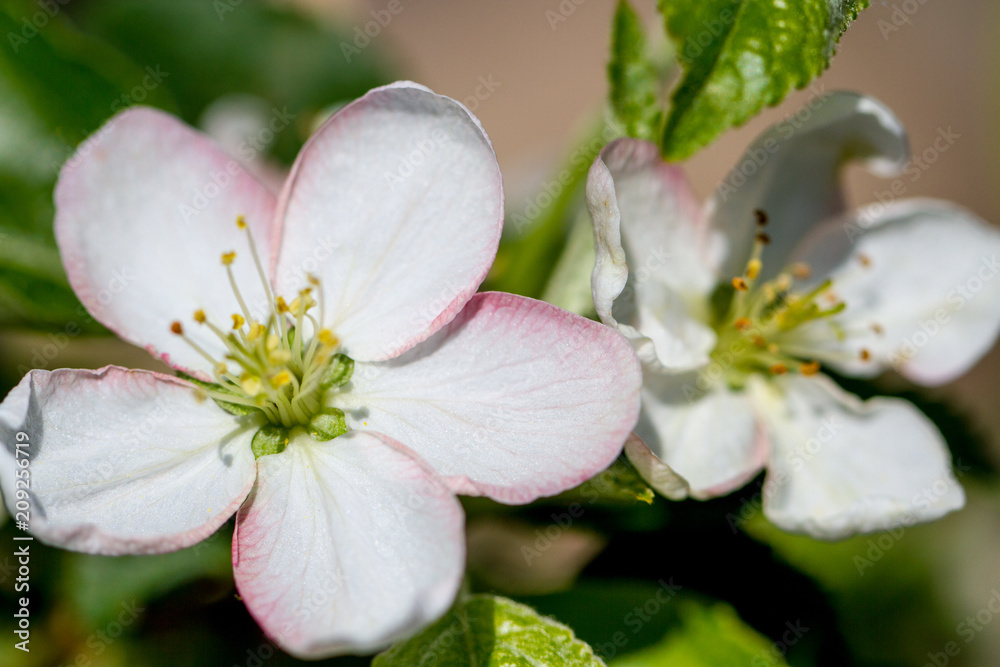 Close up apple blossom white flowers and blue sky spring background Close up apple blossom white flowers and blue sky spring background