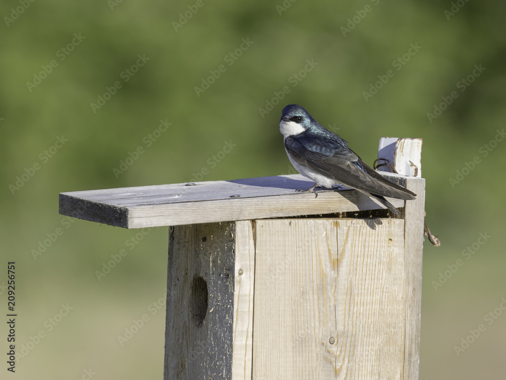 Naklejka premium Tree Swallow