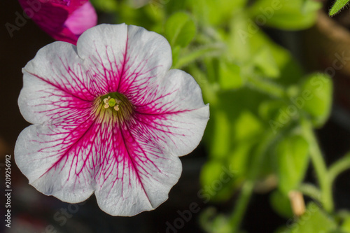 Crimson colorful blooming Petunia flowers Petunia hybrida photo