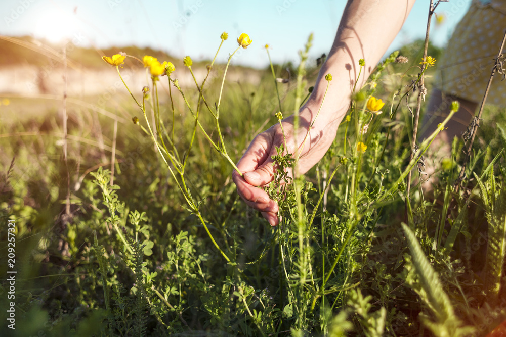 Fototapeta premium A girl plucks the wild flowers.