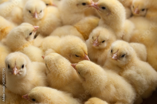 A lot of yellow chicks or baby chicken on the farm for growing chicken