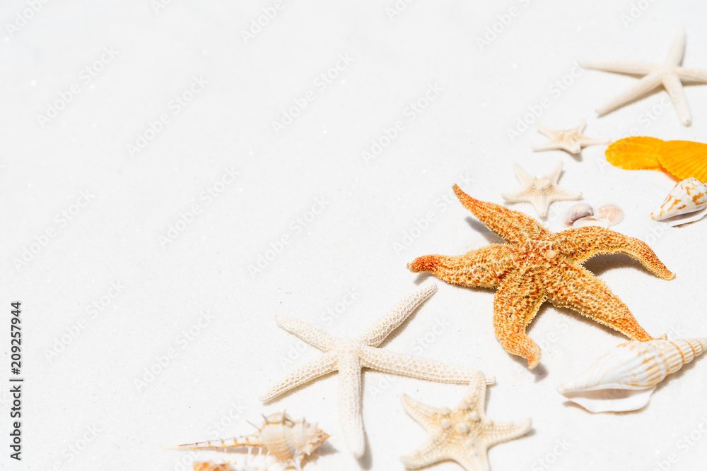Group of beautiful seashell and starfish on white sandy beach background background for summer holiday and vacation concept. Group of beautiful seashell and starfish on white sandy beach background background for summer holiday and vacation concept.