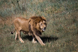 Wildlife Beautiful lion Safari