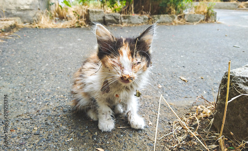 Homeless sick kitten in an urban environment