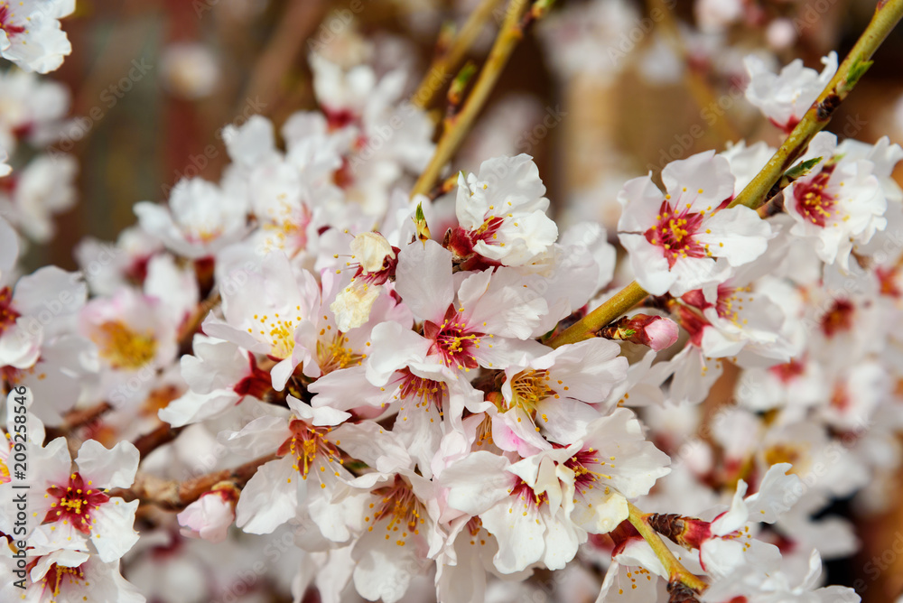 Blooming almond tree