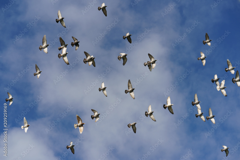 A flock of pigeons flying. The general movement of a large number of birds