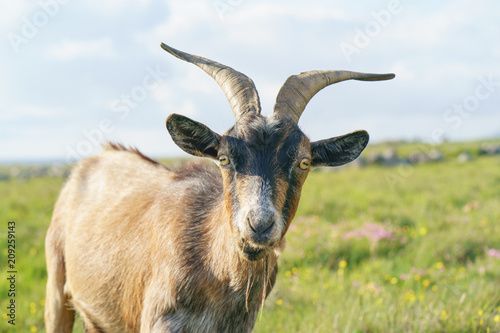 Brown goat at the pasture at the sunny summer day