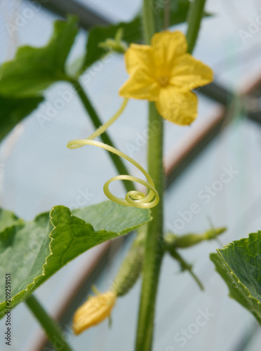 Spiral tendrill and yellow flower of cucumber on the bush