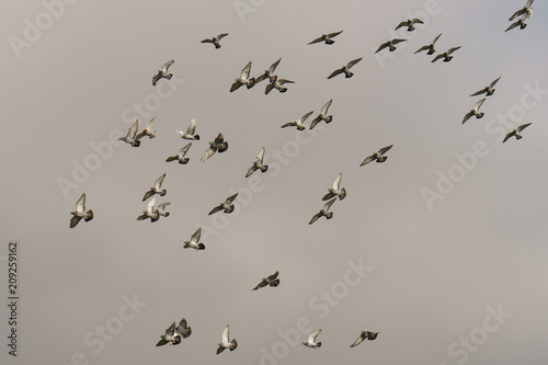A flock of pigeons flying. The general movement of a large number of birds