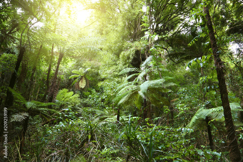 Fototapeta Naklejka Na Ścianę i Meble -  Canopy of tropical jungle greenery