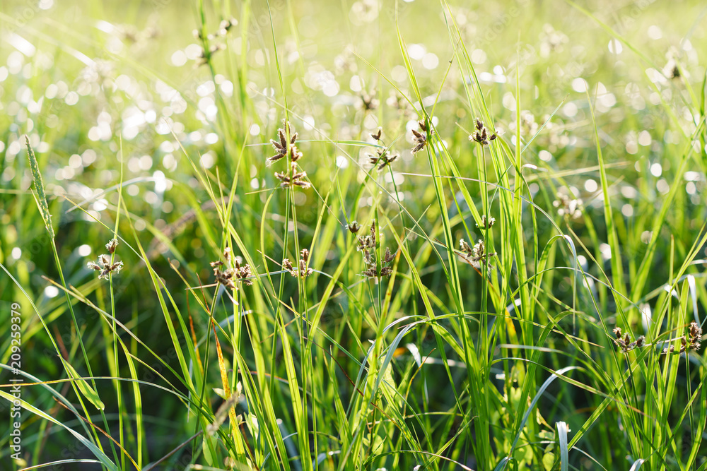 Rural life style. A mood of peace and tranquility. Fresh green grass on a meadow. You can see every blade of grass. Bokeh defocused background. Rural life style. A mood of peace and tranquility. Fresh green grass on a meadow. You can see every blade of grass. Bokeh defocused background.