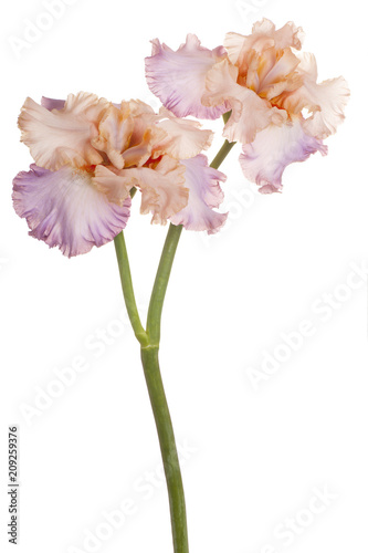 Fototapeta Naklejka Na Ścianę i Meble -  iris flower isolated