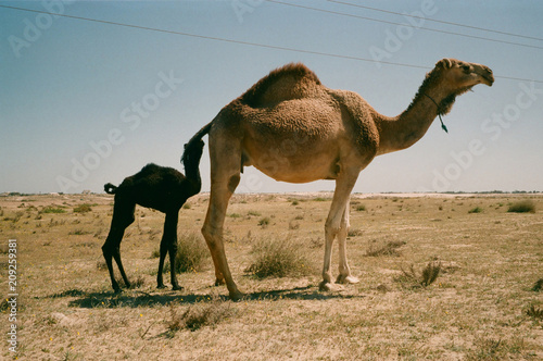 Camel plus one © Michele