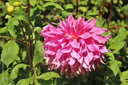 Fototapeta Naklejka Na Ścianę i Meble -  Beautiful Dahlia flowers blooming in a garden