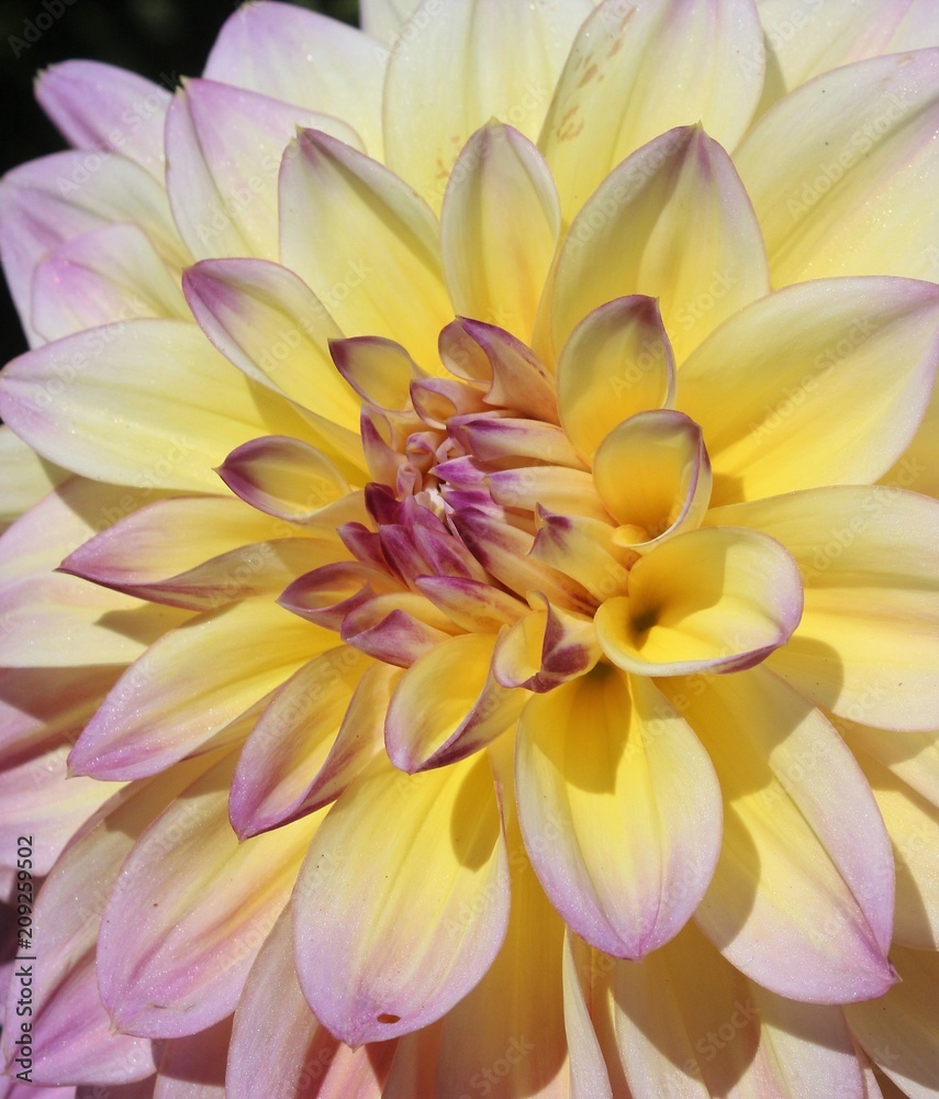 Fototapeta premium Beautiful Dahlia flowers blooming in a garden
